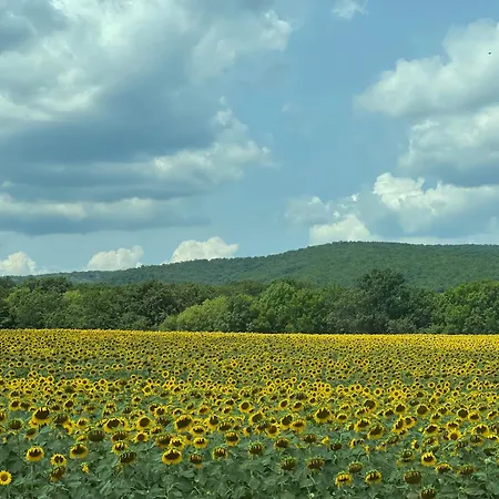 Stunning Seaview - 50m To The * Byala (Varna)