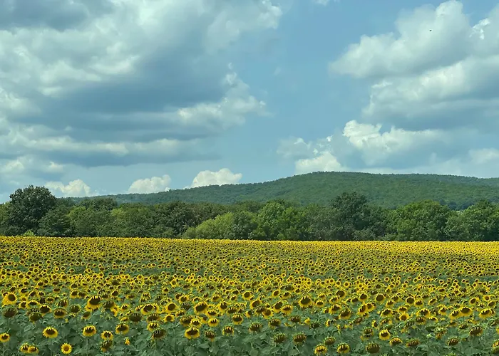 Stunning Seaview - 50m To The * Byala (Varna)